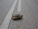 Tortue